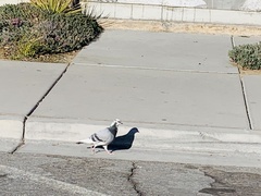 Columba livia domestica