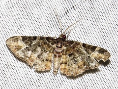 Melanthia ustiplaga