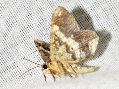 Chiasmia umbrata