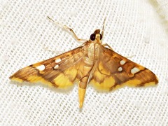 Prophantis smaragdina