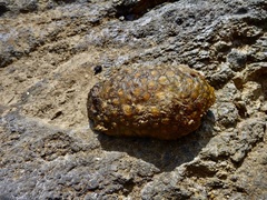 Doris wellingtonensis