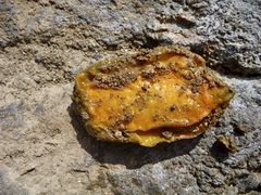 Doris wellingtonensis