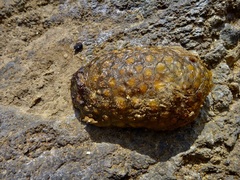 Doris wellingtonensis