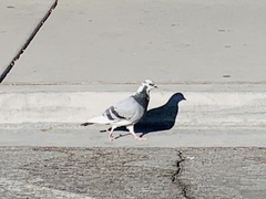 Columba livia domestica