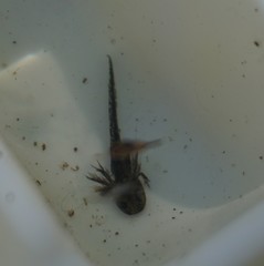 Ambystoma tigrinum