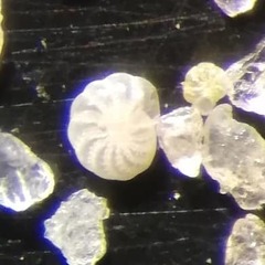 Cribroelphidium excavatum