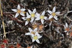 Dudleya blochmaniae blochmaniae