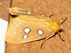 Rhanidophora cinctigutta