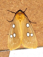 Rhanidophora cinctigutta