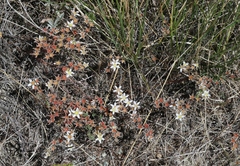 Dudleya blochmaniae blochmaniae