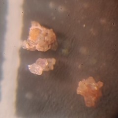 Psammosphaera