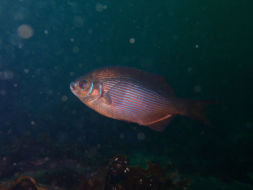 Striped Seaperch