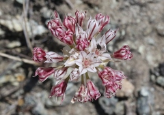 Allium lacunosum