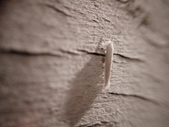 Stegommata sulfuratella