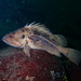 Brown Rockfish - Photo (c) KJ, some rights reserved (CC BY-NC), uploaded by KJ