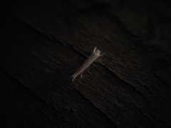 Stegommata sulfuratella