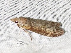 Lamoria imbella