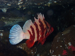Sebastes nigrocinctus