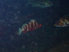 Sebastes nigrocinctus