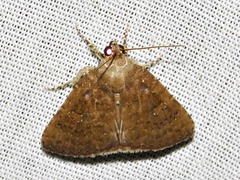 Amyna axis