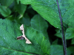 Monobolodes prunaria