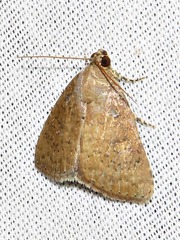 Amyna axis