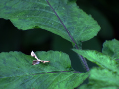 Monobolodes prunaria