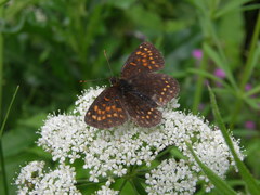 Melitaea diamina