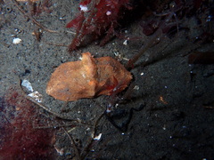 Cryptolithodes typicus