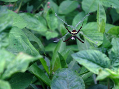 Argiope aetheroides