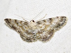 Scopula nigrinotata