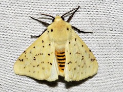 Eyralpenus testaceus