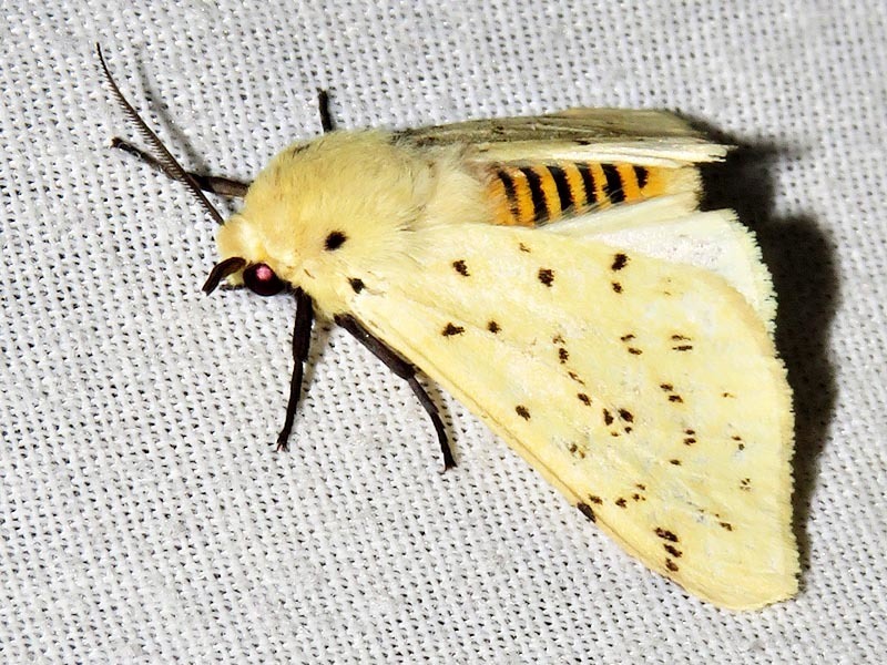 Eyralpenus testaceus