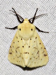 Eyralpenus testaceus