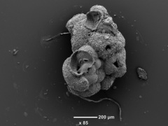 Trochamminita irregularis