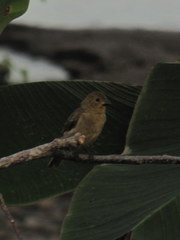 Sporophila corvina