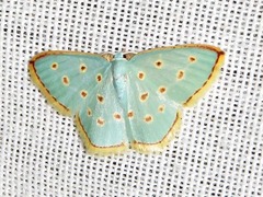 Comostolopsis stillata stillata