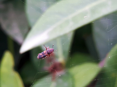 Diocalandra frumenti