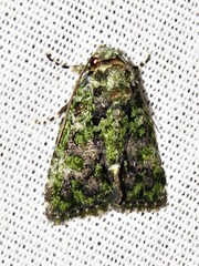 Iambia melanochlora