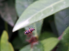 Diocalandra frumenti