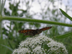 Melitaea diamina