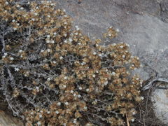 Helichrysum tinctum