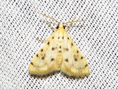 Calamoschoena stictalis