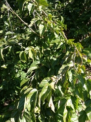 Morus nigra