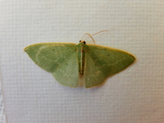 Chlorocoma melocrossa