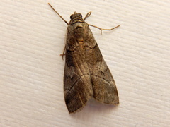 Corula geometroides