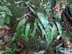 Asplenium formosae