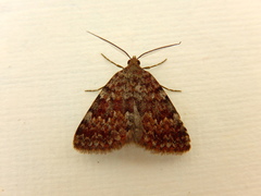 Dichromodes disputata