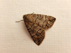 Dysbatus singularis