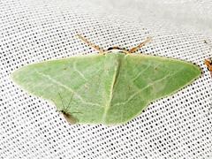 Neromia rubripunctilla